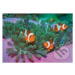 Clown Fishes - puzzle z kategorie Zvířata