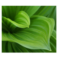 Fotografie Closeup image of green leaves growing, Vladimirovic, 40 × 35 cm