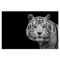 Fotografie Bengal White Tiger, Nauzet Baez Photography, 40 × 26.7 cm