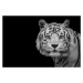 Fotografie Bengal White Tiger, Nauzet Baez Photography, 40 × 26.7 cm