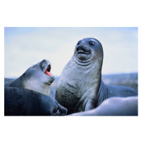 Fotografie Young elephant seals (Mirounga leonina)Antarctica, David Madison, 40x26.7 cm