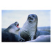 Fotografie Young elephant seals (Mirounga leonina)Antarctica, David Madison, 40 × 26.7 cm