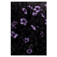 Fotografie Dark Flowers 10, Mareike Bohmer, 26.7 × 40 cm