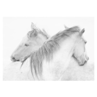 Fotografie Horses, marie-anne	stas, 40 × 26.7 cm