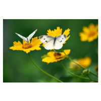 Fotografie White Butterflies on Daisy Flowers, Comezora, 40x26.7 cm