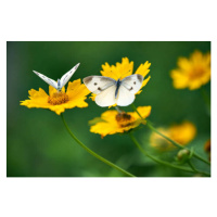 Fotografie White Butterflies on Daisy Flowers, Comezora, 40 × 26.7 cm