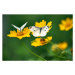 Umělecká fotografie White Butterflies on Daisy Flowers, Comezora, (40 x 26.7 cm)