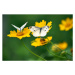 Fotografie White Butterflies on Daisy Flowers, Comezora, 40 × 26.7 cm