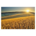 Umělecká fotografie Grainfield with Sunrise, Raimund Linke, (40 x 26.7 cm)
