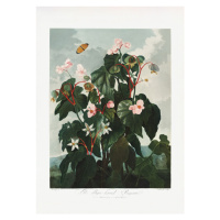 Ilustrace The ObliqueaLeaved Begonia from The Temple of Flora (1807), Studio Collection, 30 × 