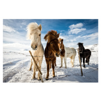 Fotografie Icelandic Hair Style, Mike Leske, 40 × 26.7 cm