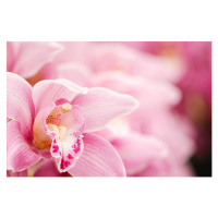 Fotografie Pink blooming Cymbidium orchids, OGphoto, 40 × 26.7 cm