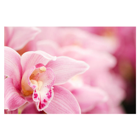 Fotografie Pink blooming Cymbidium orchids, OGphoto, 40x26.7 cm