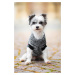 Vsepropejska Squere svetr pro psa Barva: Růžová, Délka zad (cm): 26, Obvod hrudníku: 30 - 36 cm