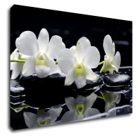Impresi Obraz Bílé orchidee na černém pozadí - 60 x 40 cm