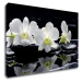 Impresi Obraz Bílé orchidee na černém pozadí - 60 x 40 cm
