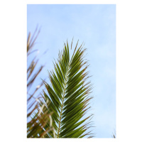 Fotografie Palm leaves 1, Veronika Boulová, (26.7 x 40 cm)