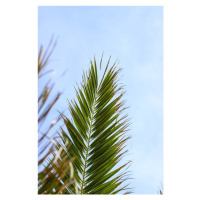 Fotografie Palm leaves 1, Veronika Boulová, 26.7 × 40 cm