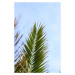 Fotografie Palm leaves 1, Veronika Boulová, 26.7 × 40 cm