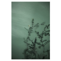 Umělecká fotografie Underwater plants, Javier Pardina, (26.7 x 40 cm)