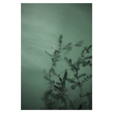 Fotografie Underwater plants, Javier Pardina, (26.7 x 40 cm)