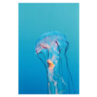 Fotografie Purple striped jellyfish, Chrysaora colorata, LagunaticPhoto, 26.7 × 40 cm