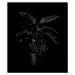 Fotografie Plant on black backdrop, Henrik Sorensen, 35x40 cm