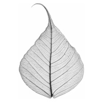 Umělecká fotografie Skeleton leaf, Sisi & Seb, (30 x 40 cm)