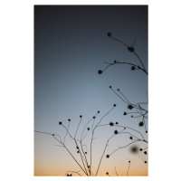 Umělecká fotografie Plants with sunset sky, Javier Pardina, (26.7 x 40 cm)