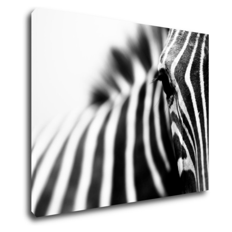Impresi Obraz Zebra detail - 90 x 70 cm