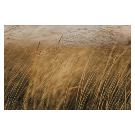 Fotografie Field at golden hour, Javier Pardina, (40 x 26.7 cm)