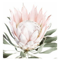 Fotografie Pink Protea, Sisi & Seb, 30x40 cm