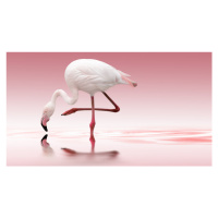 Fotografie Flamingo, Doris Reindl, 40x22.5 cm