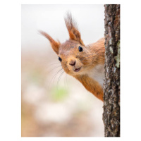 Fotografie Close-up of squirrel on tree trunk,Tumba,Botkyrka,Sweden, mange6699 / 500px, 30 × 40 