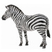 Collecta zebra