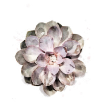 Ilustrace Succulent 01, Studio Collection, 26.7 × 40 cm