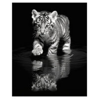 Obrazy na stěnu - Černobílý tygřík Rozměr: 40x50 cm, Rámování: vypnuté plátno na rám