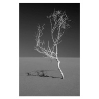 Fotografie Art of nature, Sossuvlei, Namib desert, Mike Korostelev, 26.7 × 40 cm