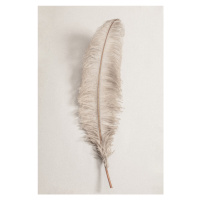 Fotografie Feather_002, Studio Collection, (26.7 x 40 cm)