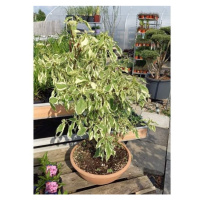 Svída sporná 'Variegata' bonsai, květináč 15 litrů