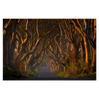 Fotografie The Dark Hedges in the Morning Sunshine, PiotrGalus, 40 × 26.7 cm