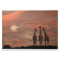 Obraz na plátně Marina Cano - Moonrise Giraffes, - 80x60 cm