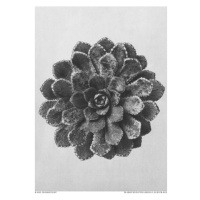 Ilustrace Margined Pyramidal Saxifrage, Studio Collection, 30 × 40 cm