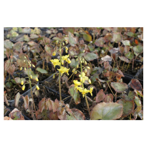 Škornice 'Frohnleiten' - Epimedium perralchicum 'Frohnleiten', Květník o průměru 9 cm FLOS