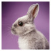 Fotografie Rabbit on purple background, GK Hart/Vikki Hart, 40 × 40 cm