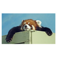Umělecká fotografie Red Panda ready for a nap, Kim MacKay, (40 x 22.5 cm)