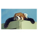 Fotografie Red Panda ready for a nap, Kim MacKay, 40 × 22.2 cm