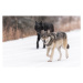 Fotografie Wild Wolves, canis lupus, in the Canadian Rockies, Colleen Gara, 40 × 26.7 cm