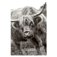 Fotografie The Bull, Jacky Parker, 26.7 × 40 cm