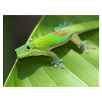 Fotografie Green Gecko  On Leaf, Pete Orelup, 40 × 30 cm